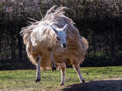 Llama - De Zonnegloed - Animal park - Animal refuge centre 